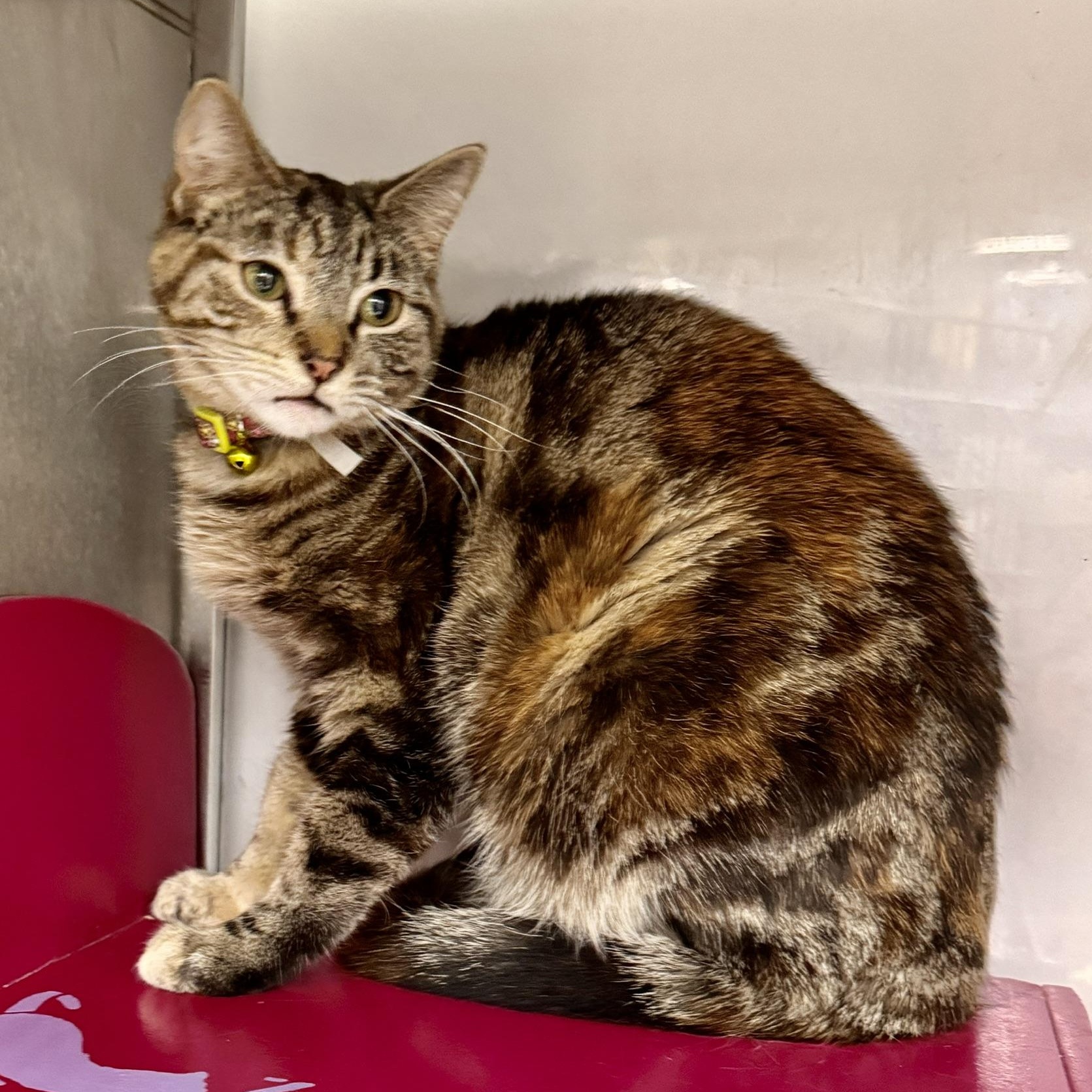 Suzie Q. ***Sweet & Loving ***