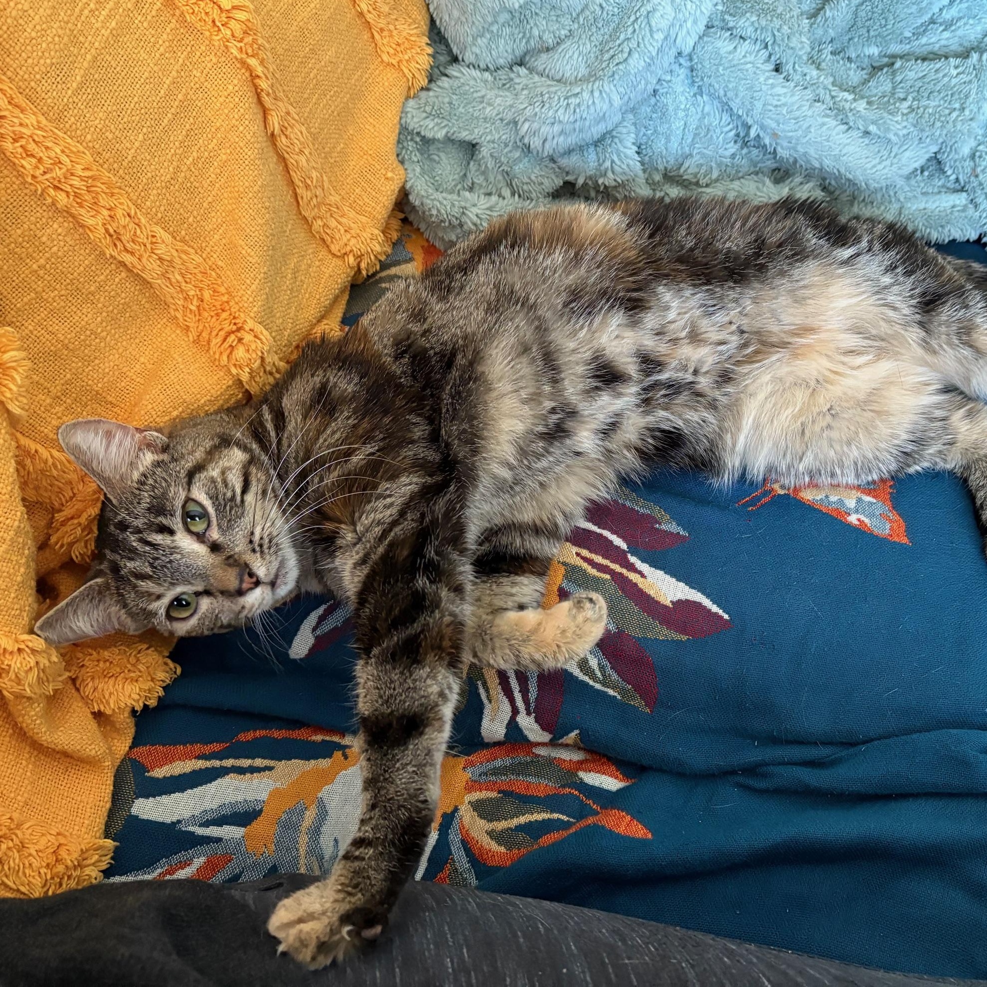 Suzie Q. ***Sweet & Loving *** @ Livonia PetSmart, a Adoptable Tabby in Livonia, MI image 6/6