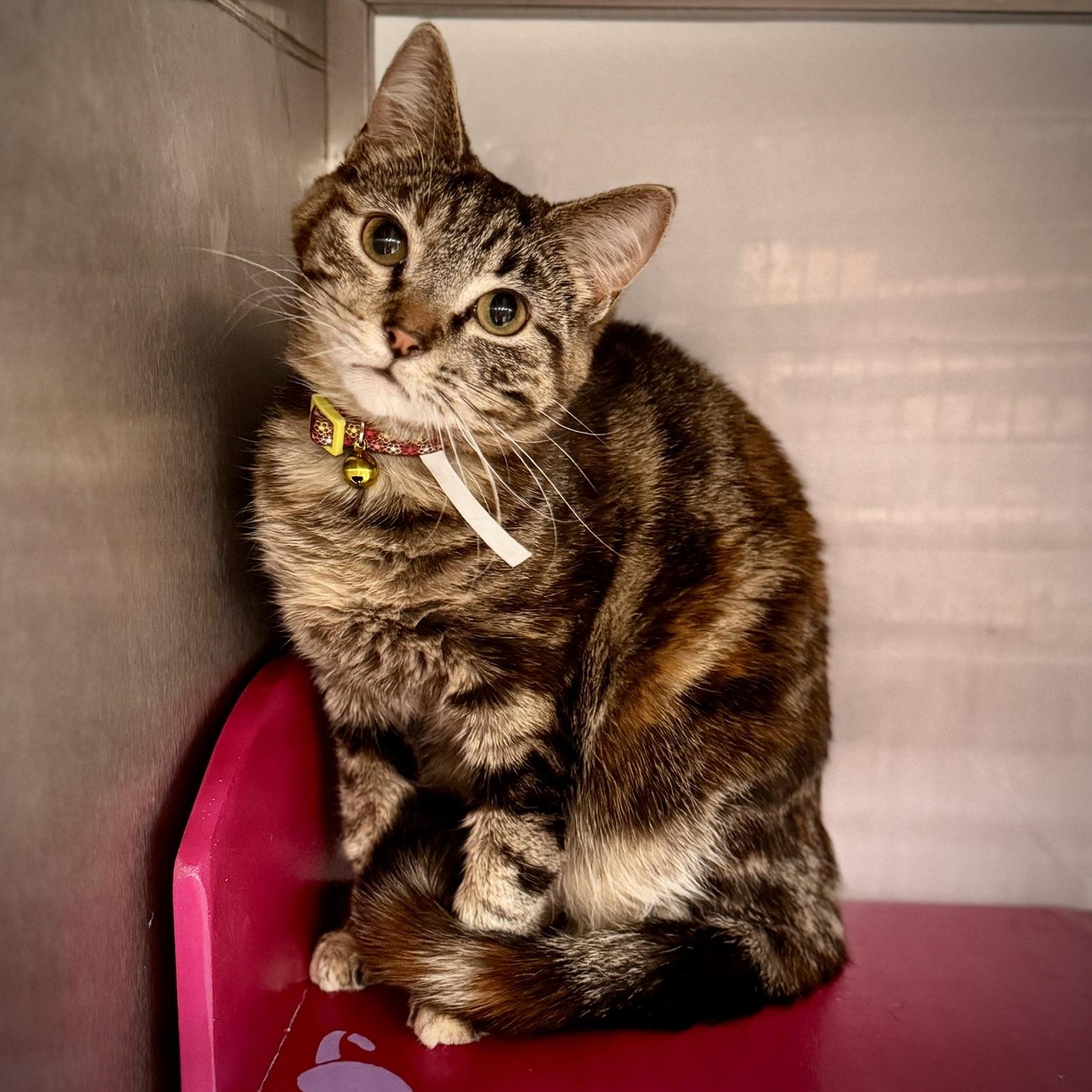 Suzie Q. ***Sweet & Loving ***