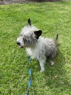 Pancho, an adopted mixed breed in Chula Vista, CA image 1/6