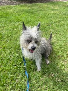 Pancho, an adopted mixed breed in Chula Vista, CA image 3/6