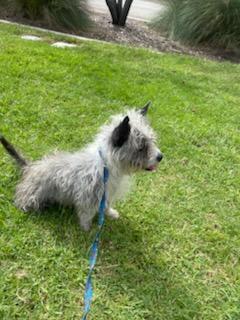 Pancho, an adopted mixed breed in Chula Vista, CA image 4/6