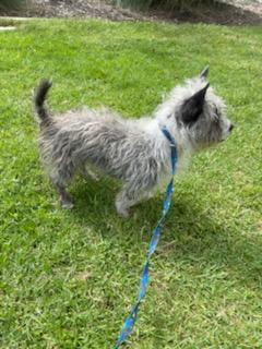 Pancho, an adopted mixed breed in Chula Vista, CA image 5/6