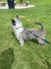 Pancho, an adopted mixed breed in Chula Vista, CA image 6/6