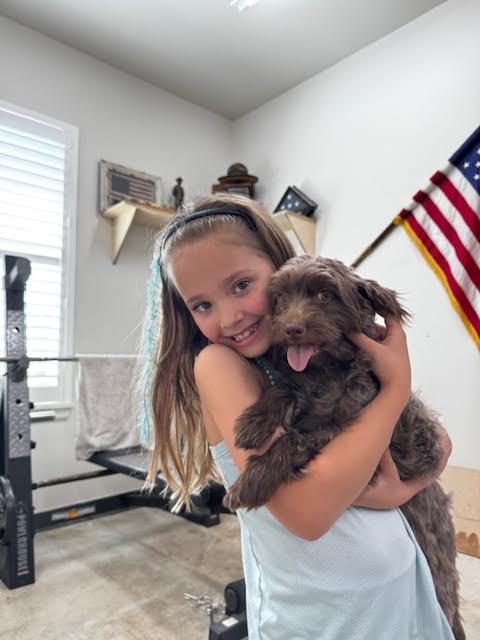 Gabby, adopted, Young Female Poodle (Toy).