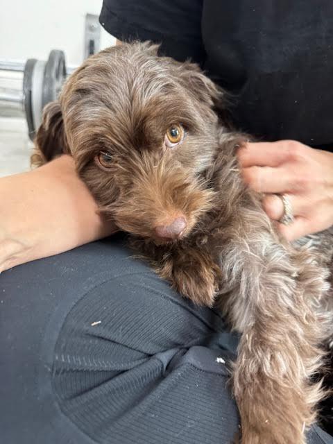 Gabby, an adopted mixed breed in Piedmont, OK image 2/4