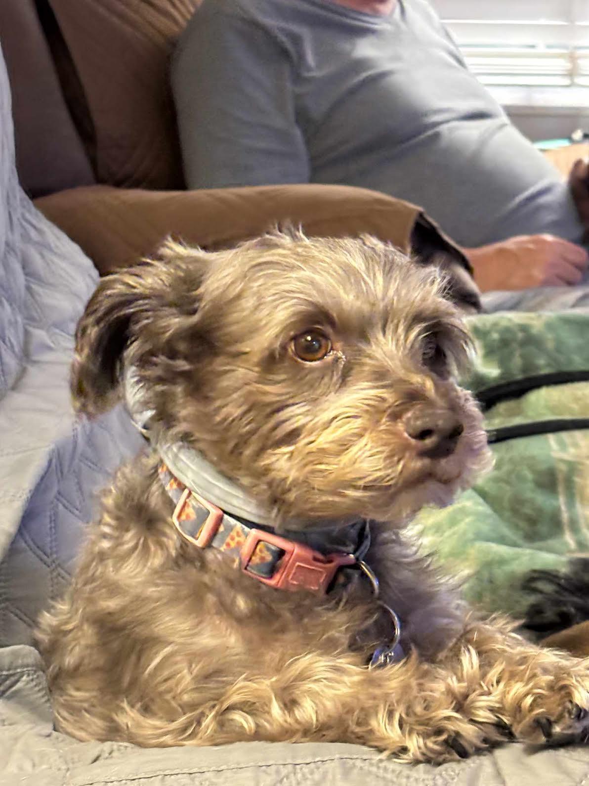 Gabby, an adopted mixed breed in Piedmont, OK image 3/4