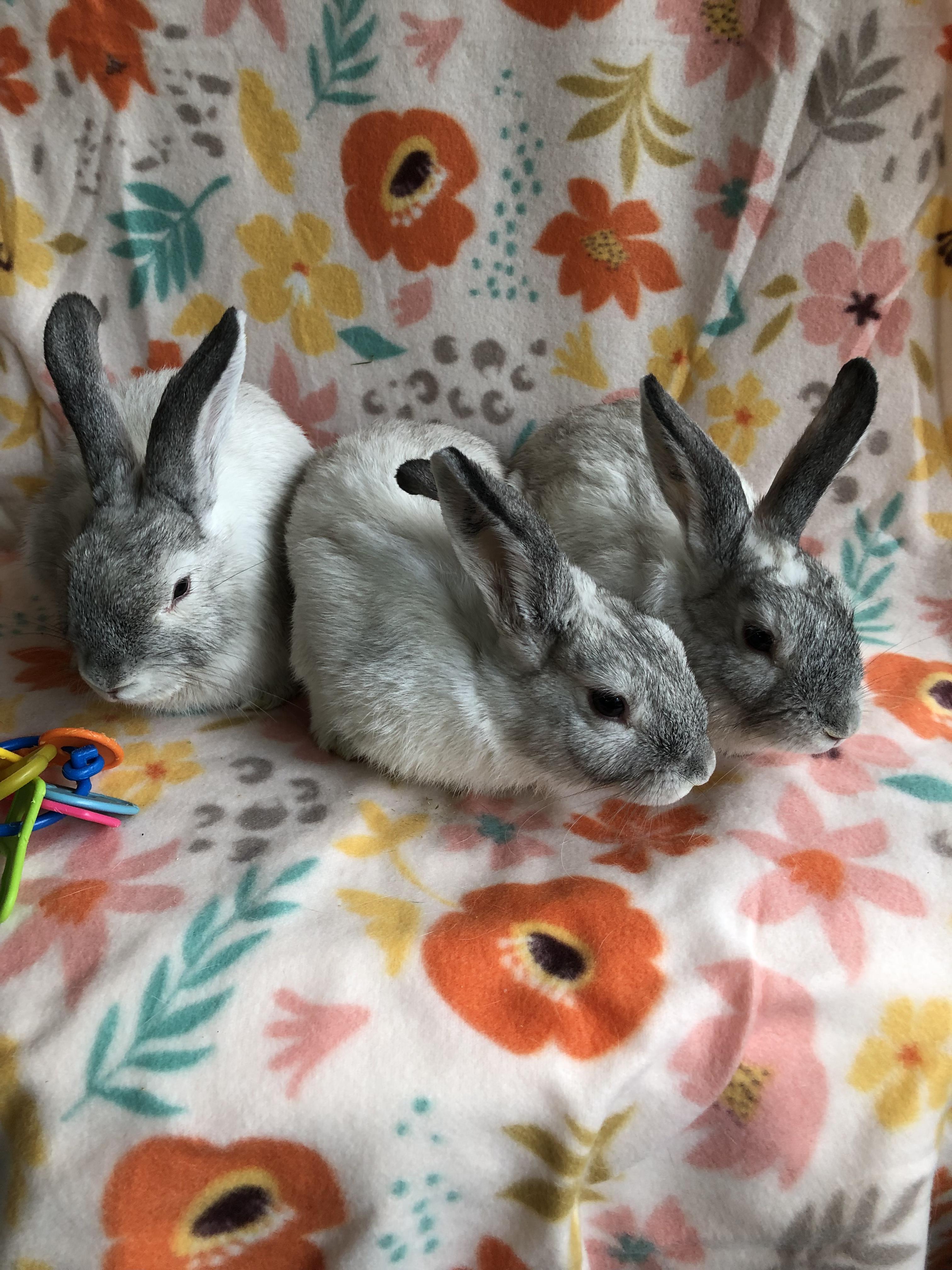 Enlarge Butterfree, Squirtle & Wigglytuff, a ADOPTABLE Satin in San Antonio, TX image 2/2