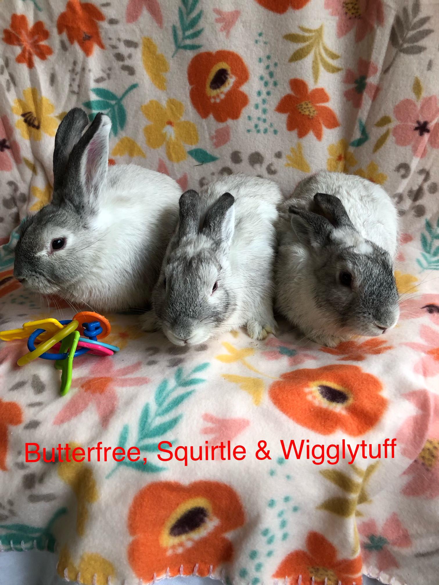 Butterfree, Squirtle & Wigglytuff, ADOPTABLE, Young Female Satin.