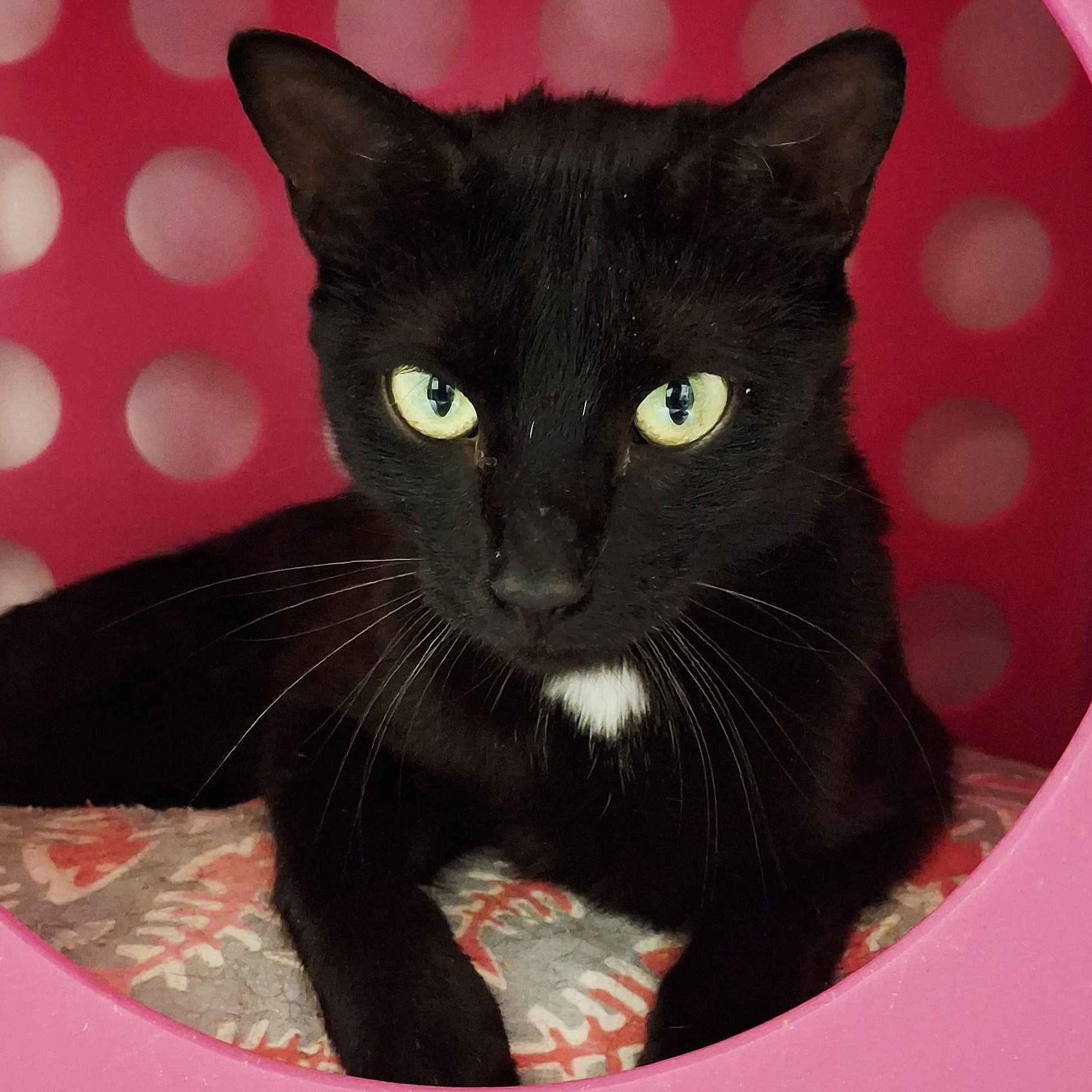 Sequoia, Adoptable, Young Female Domestic Short Hair.