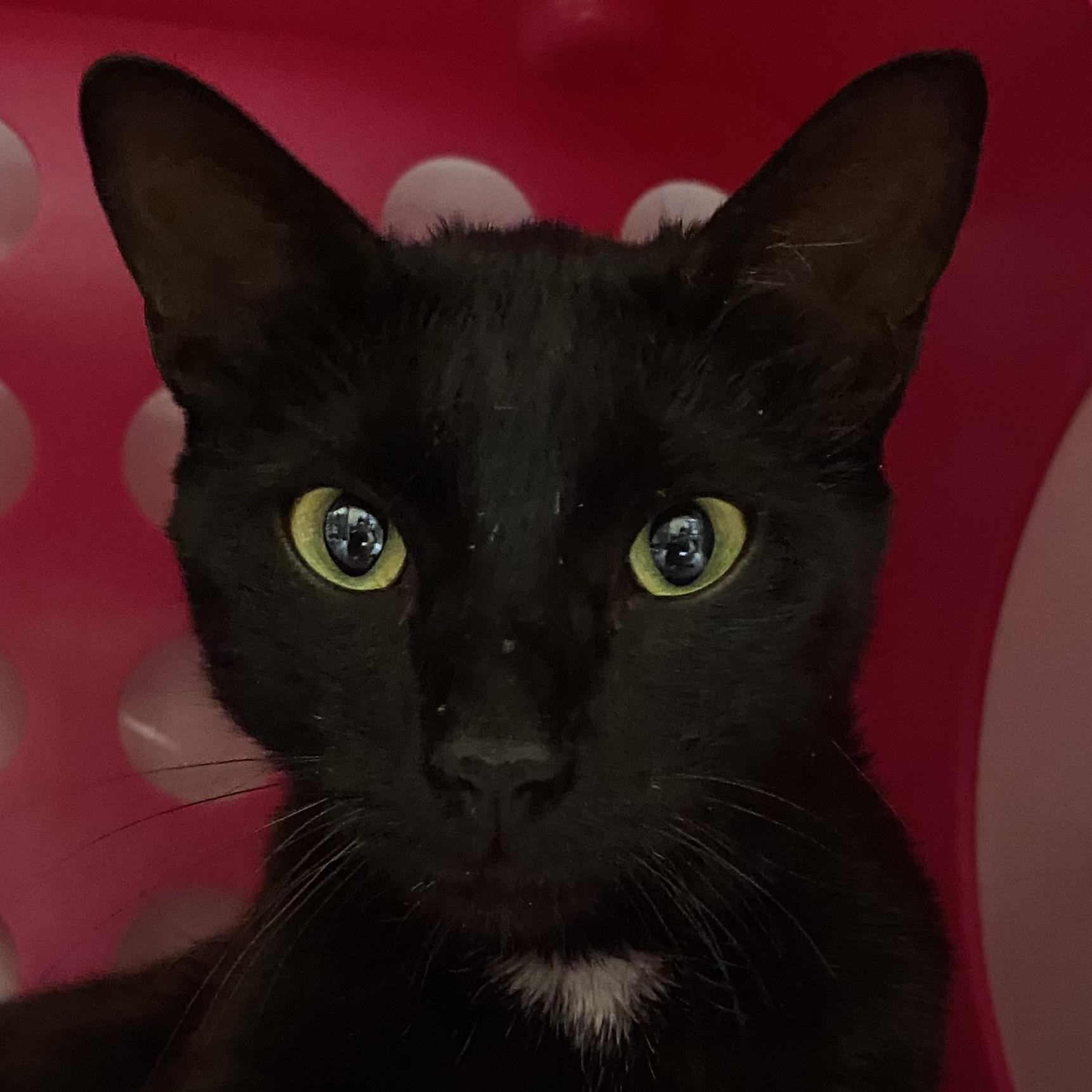 Enlarge Sequoia, a Adoptable mixed breed in Santa Fe, NM image 2/5