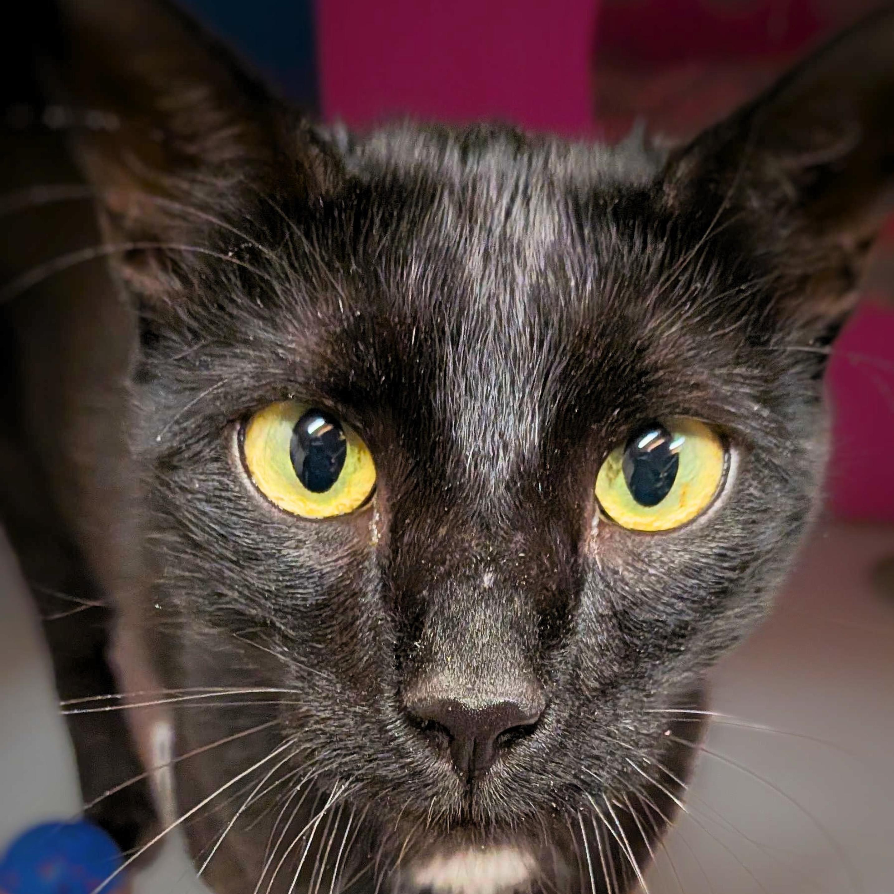 Enlarge Sequoia, a Adoptable mixed breed in Santa Fe, NM image 4/5