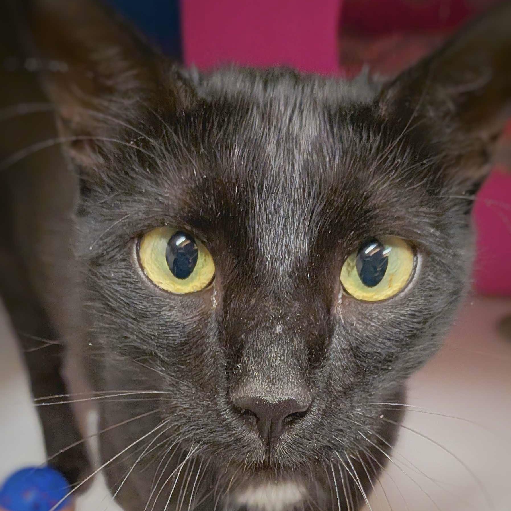 Enlarge Sequoia, a Adoptable mixed breed in Santa Fe, NM image 5/5