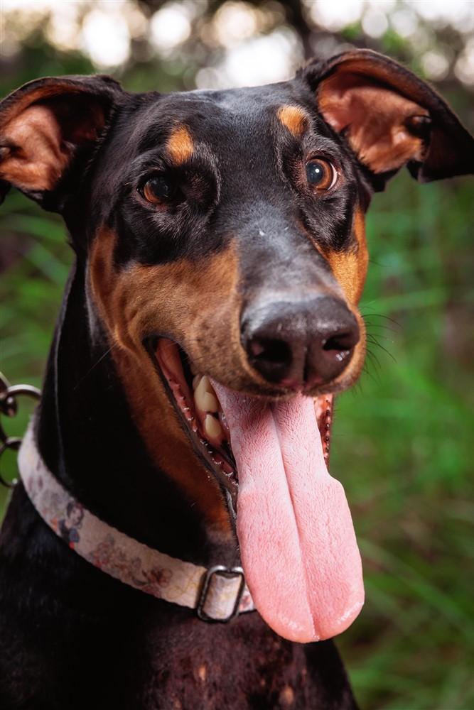 Coco, Adoptable, Young Female Doberman Pinscher.