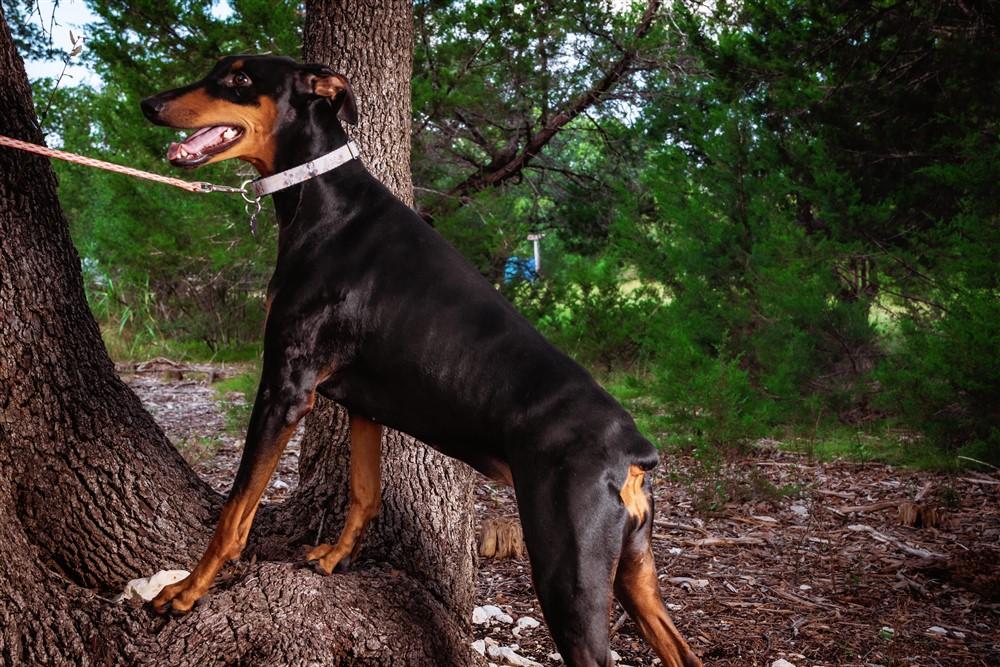 Coco, a Adoptable Doberman Pinscher in Benbrook, TX image 2/3