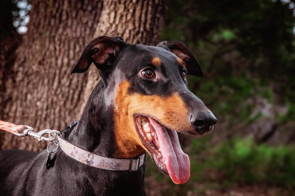 Coco, a Adoptable Doberman Pinscher in Benbrook, TX image 3/3