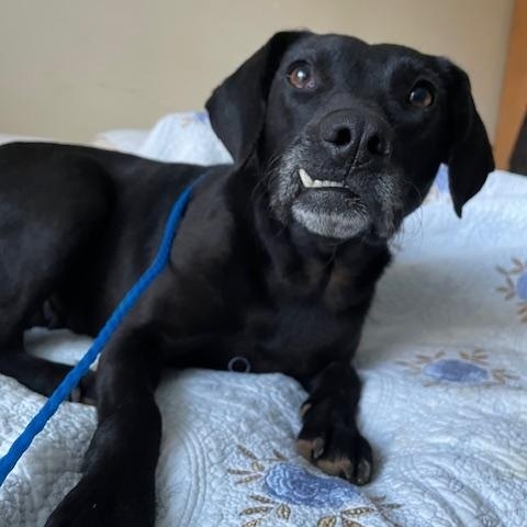 Shelby — thumbnail 2