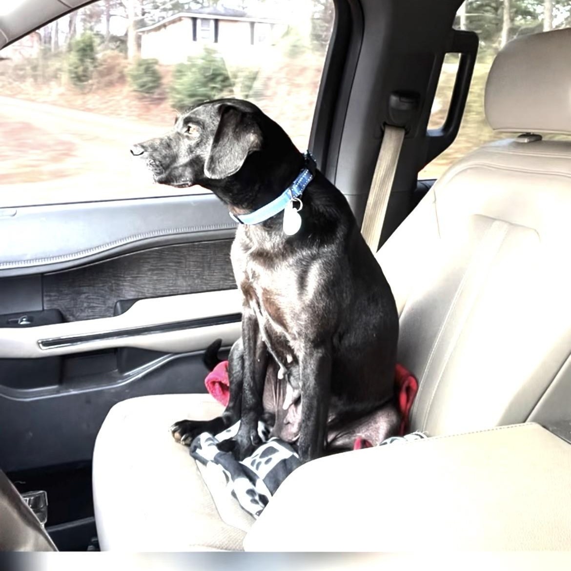 Shelby — thumbnail 3