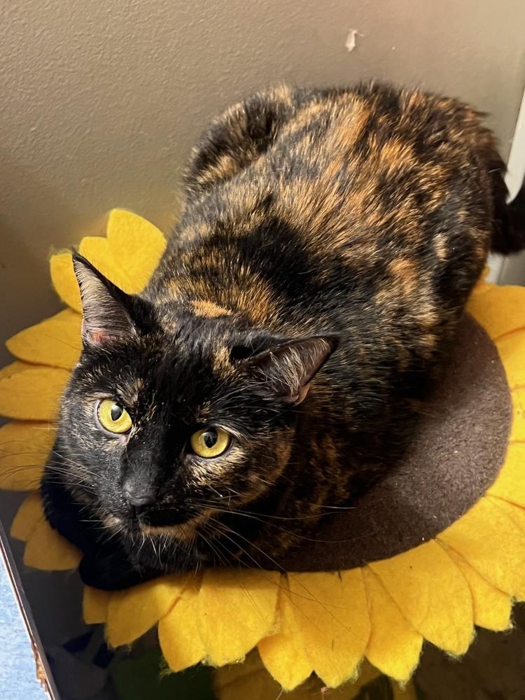 Beau, Adoptable, Adult Female Domestic Short Hair & Domestic Short Hair.