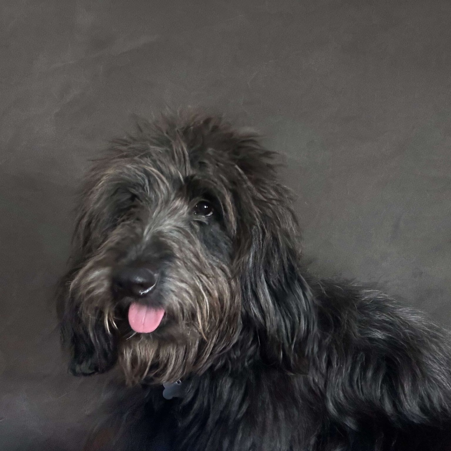 Dog for adoption Cotton Candy, a Mixed Breed in Wayne, NJ Petfinder