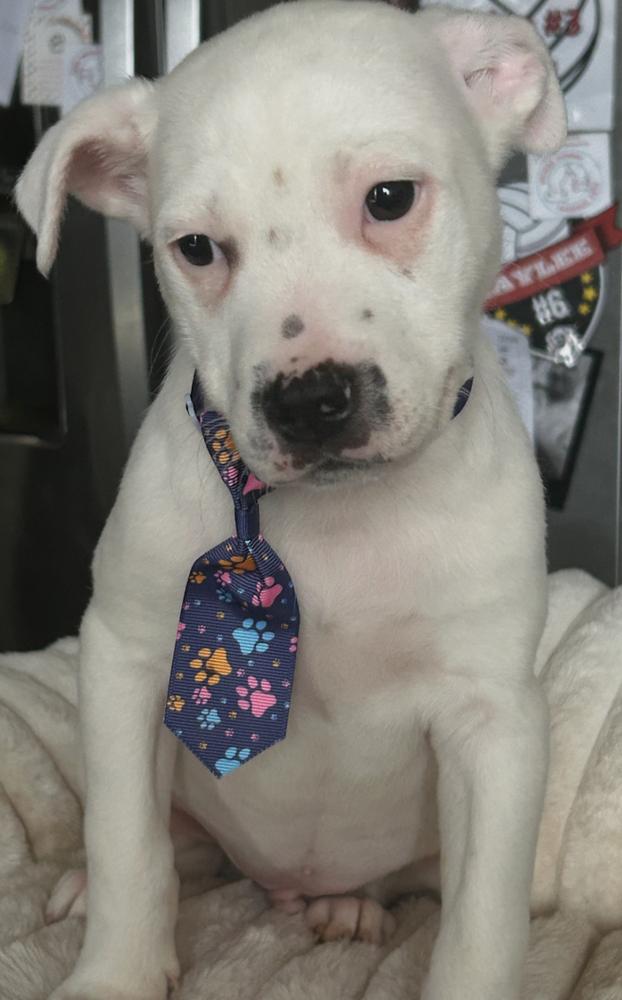 Mikey, an adopted mixed breed in Crest Hill, IL image 3/3