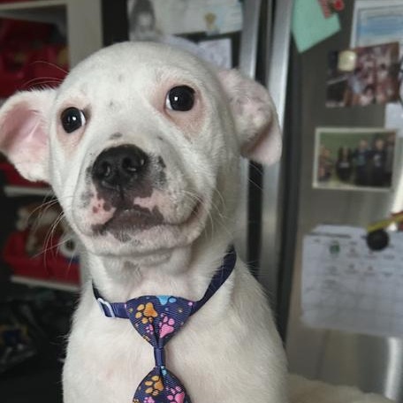 Mikey, an adopted mixed breed in Crest Hill, IL image 1/3