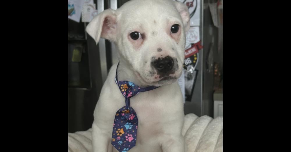 Mikey, an adopted mixed breed in Crest Hill, IL image 2/3