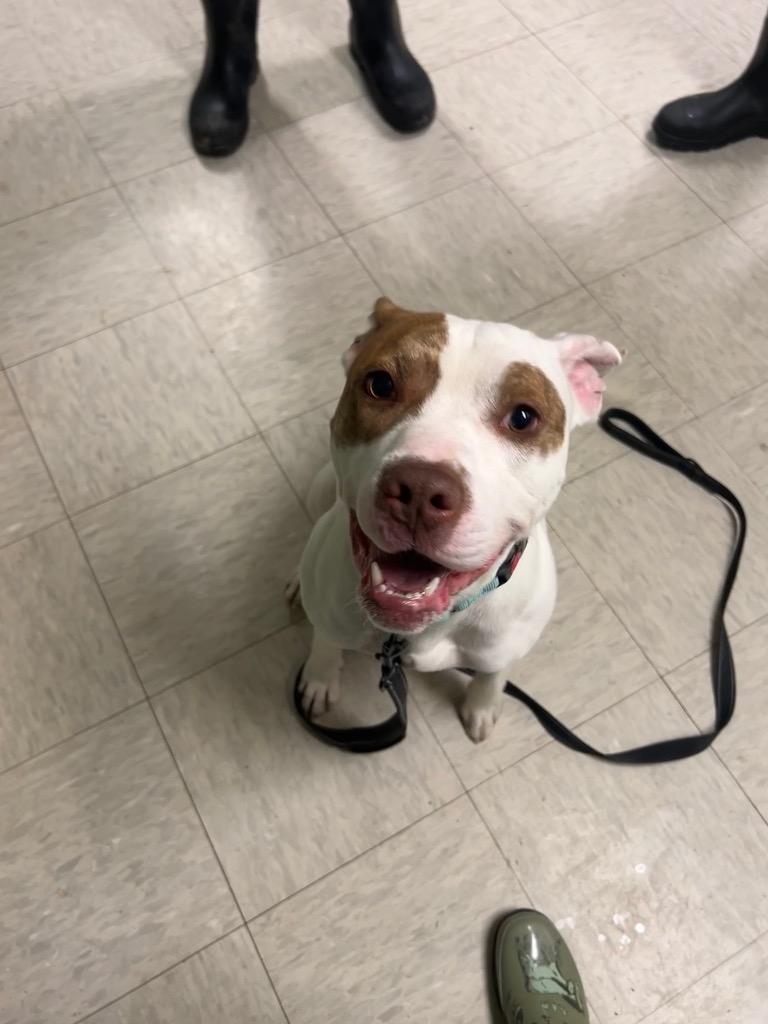 Enlarge Roblox, a Adoptable mixed breed in Mineral, VA image 2/2