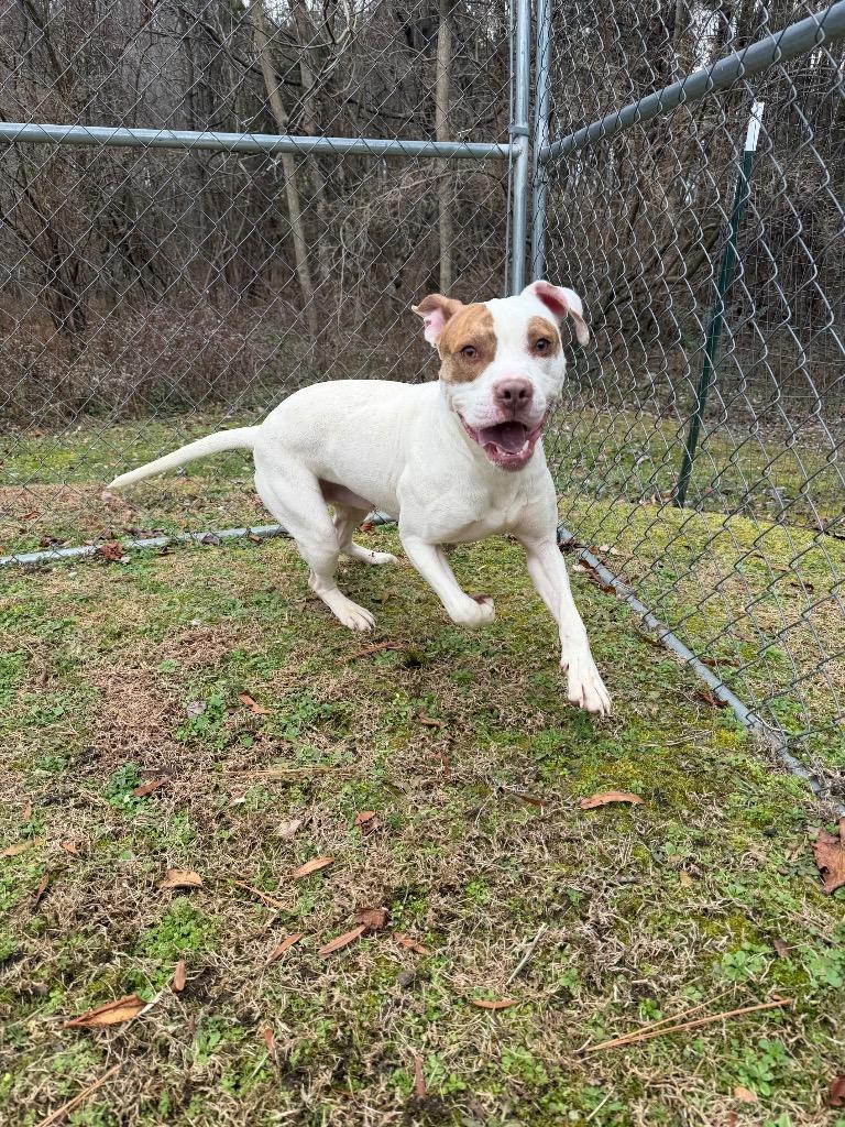 Enlarge Roblox, a Adoptable mixed breed in Mineral, VA image 1/1