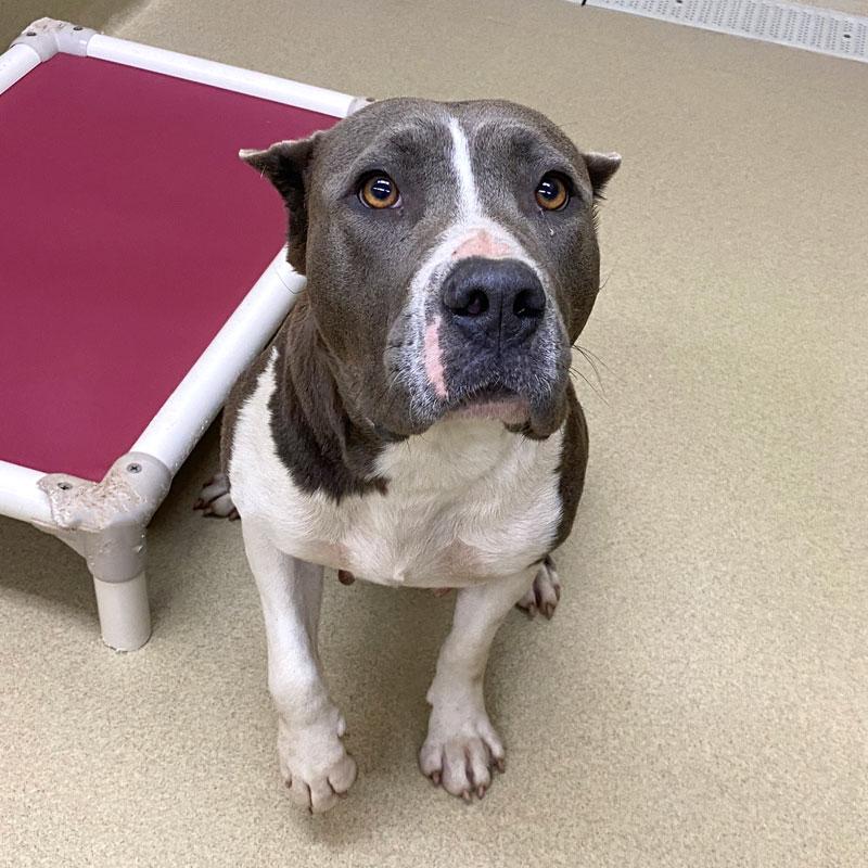 Xena #21751, ADOPTABLE, Adult Female Pit Bull Terrier.