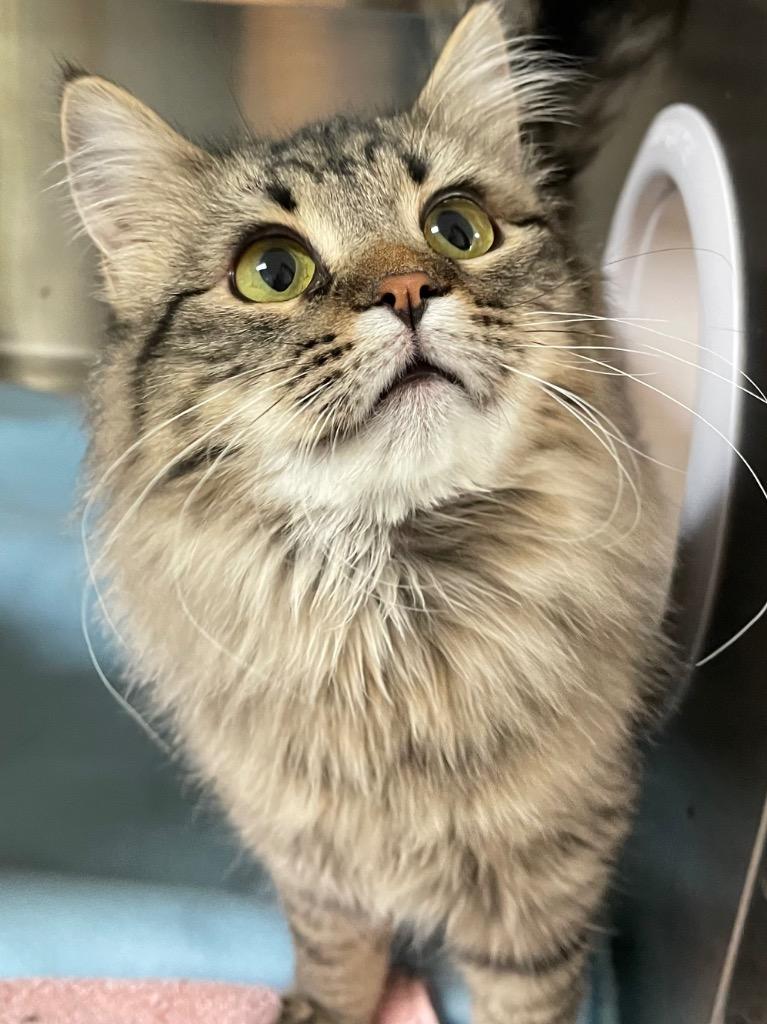 Enlarge Remi, a Adopted mixed breed in Spooner, WI image 1/1