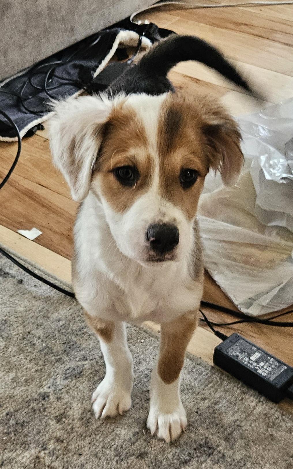 Lula, adopted, Puppy Female Border Collie & Labrador Retriever.