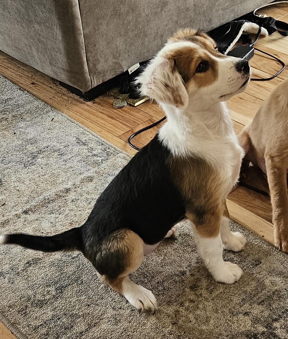 Lula, adopted, Puppy Female Border Collie & Labrador Retriever.