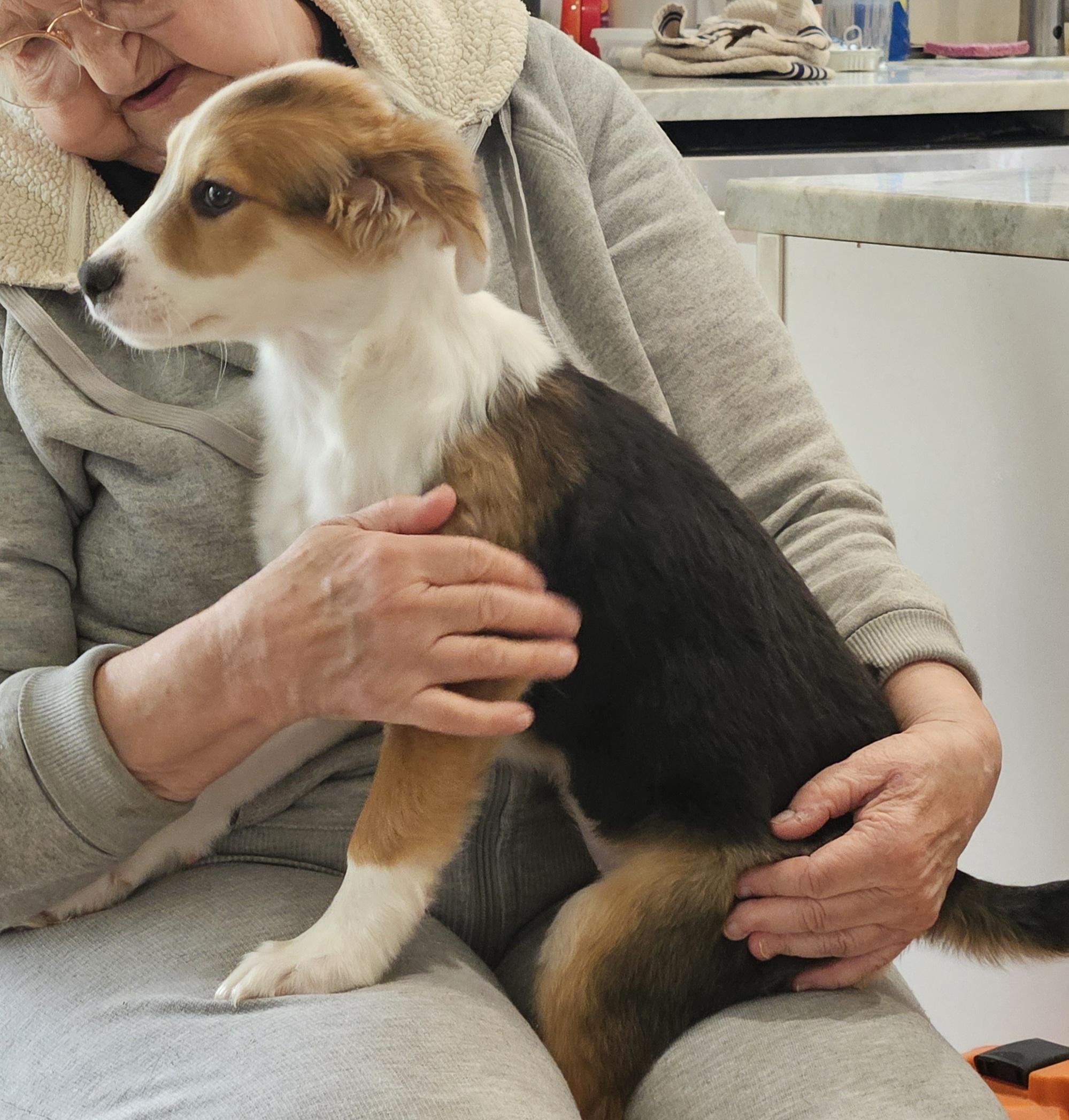 Enlarge Lula, an adopted mixed breed in Sharon, CT image 3/3