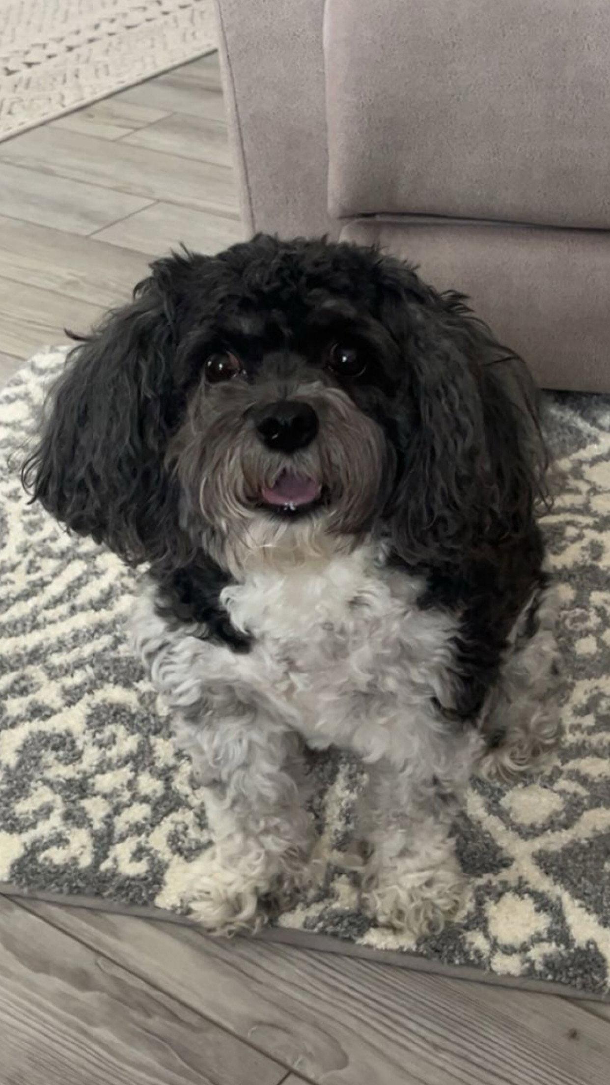 Bubba, Adopted, Adult Male Cavalier King Charles Spaniel & Bichon Frise.