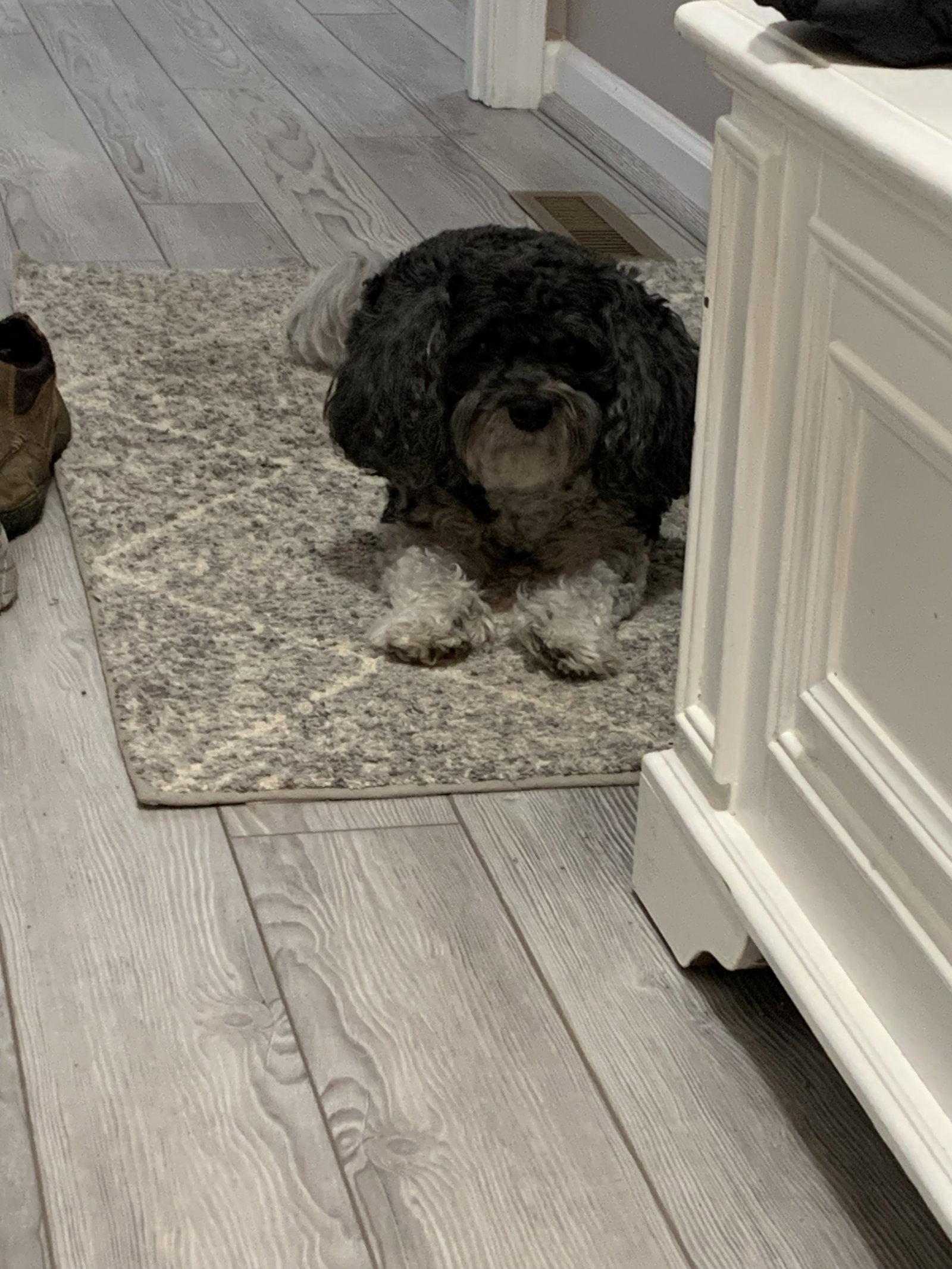 Enlarge Bubba, a Adopted mixed breed in Rootstown, OH image 2/3