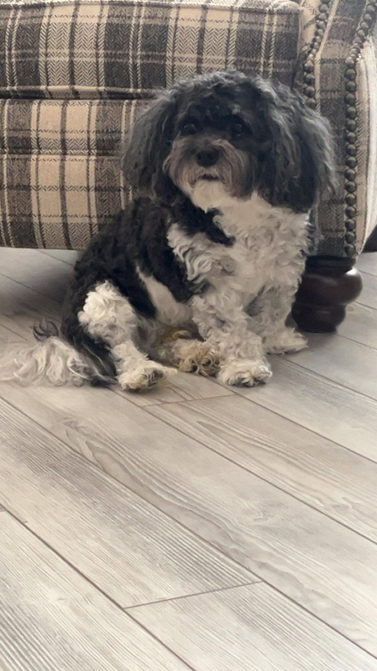 Enlarge Bubba, a Adopted mixed breed in Rootstown, OH image 3/3