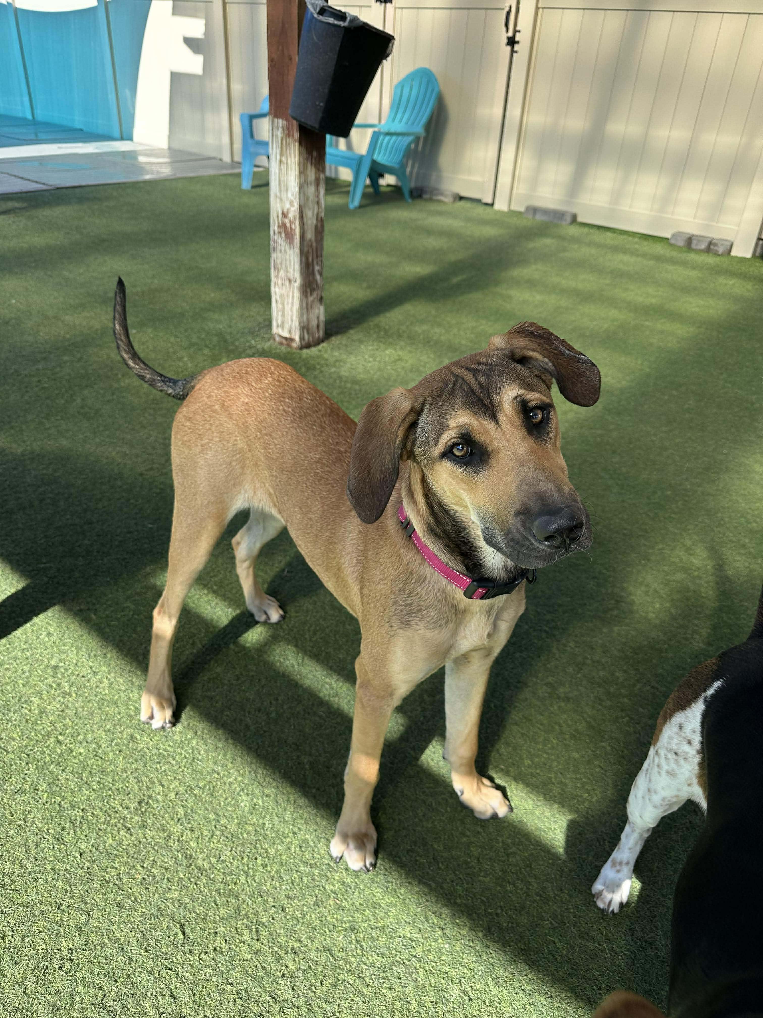 Enlarge Molly, an adoption pending mixed breed in Odessa, FL image 2/5
