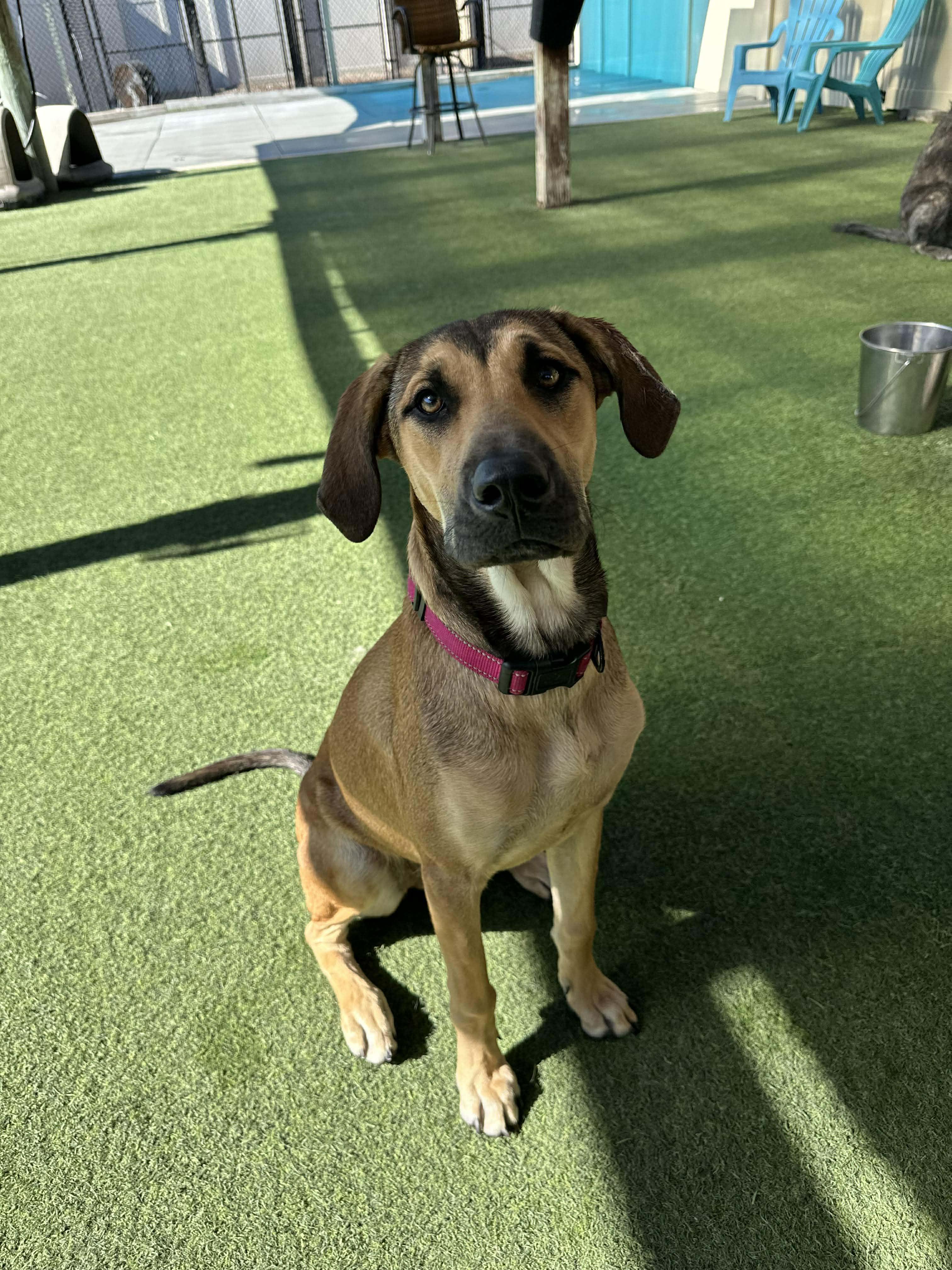 Enlarge Molly, an adoption pending mixed breed in Odessa, FL image 3/5