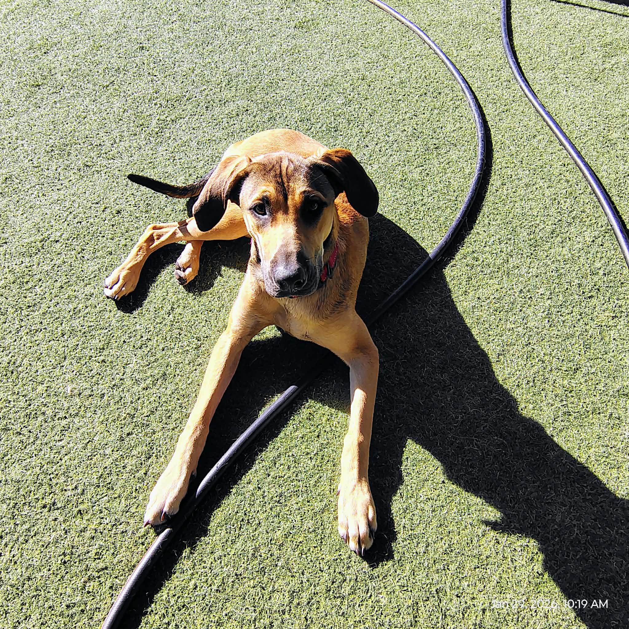 Enlarge Molly, an adoption pending mixed breed in Odessa, FL image 5/5