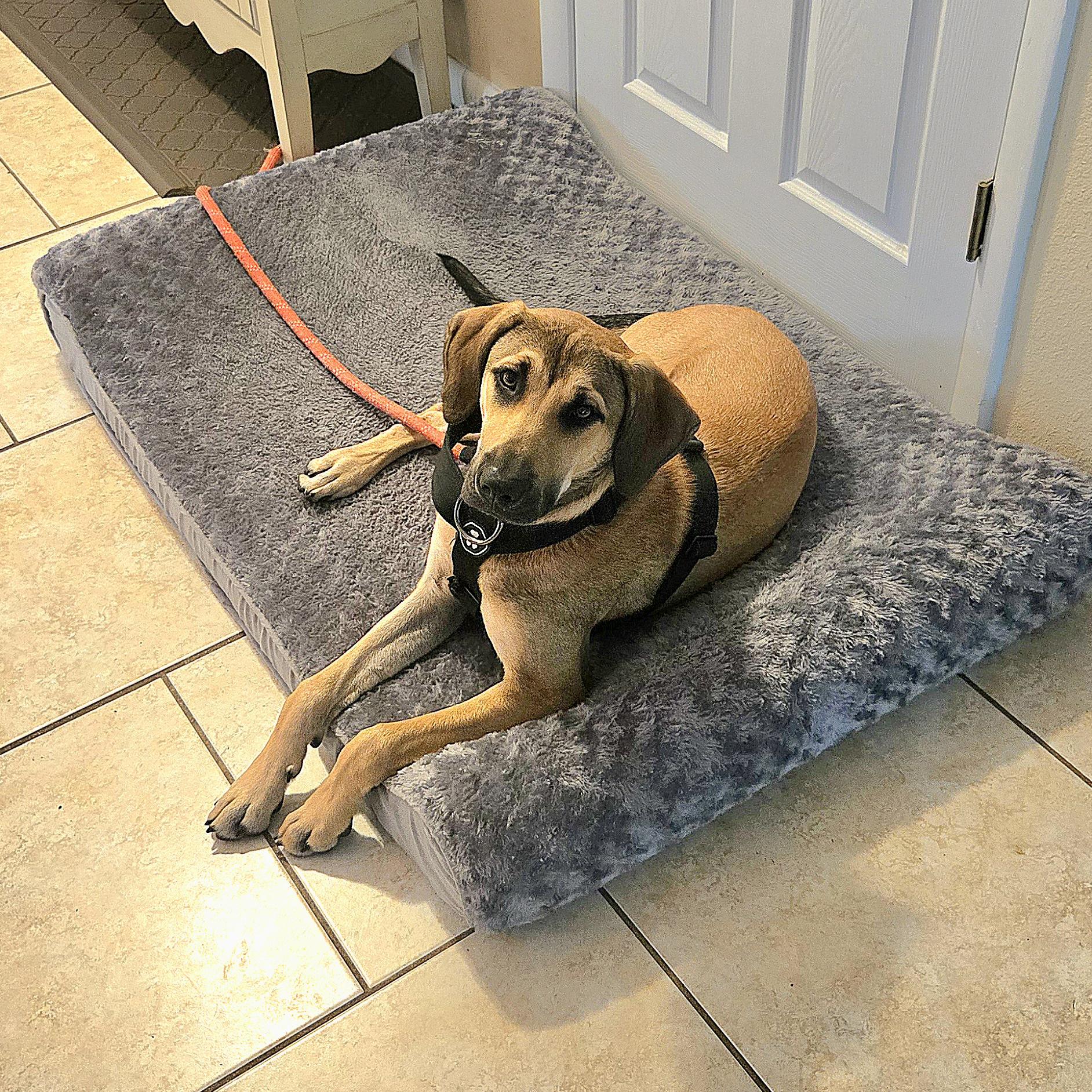Enlarge Molly, an adoption pending mixed breed in Odessa, FL image 4/5