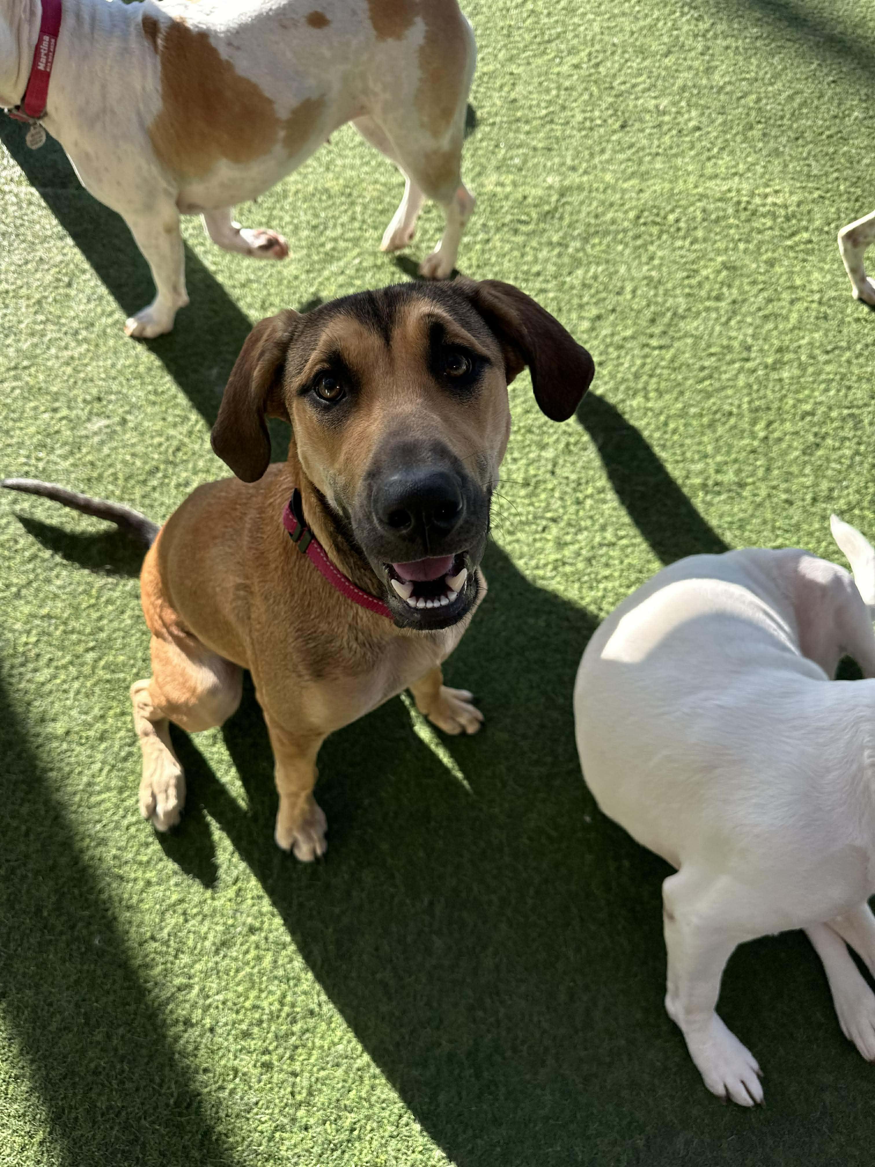 Molly, ADOPTABLE, Young Female Hound & Coonhound.