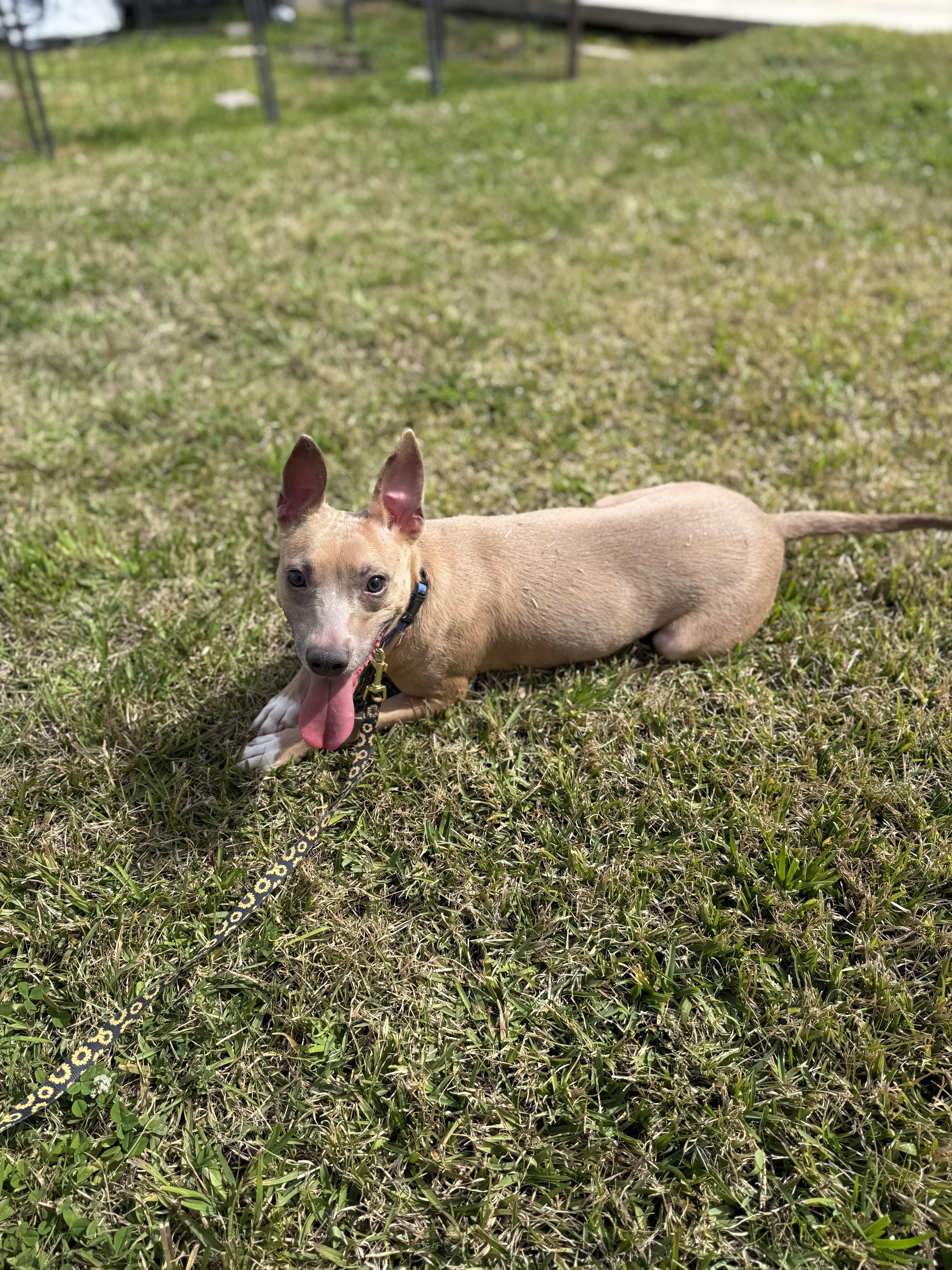 Ace, a Adoptable mixed breed in Baton Rouge, LA image 5/6