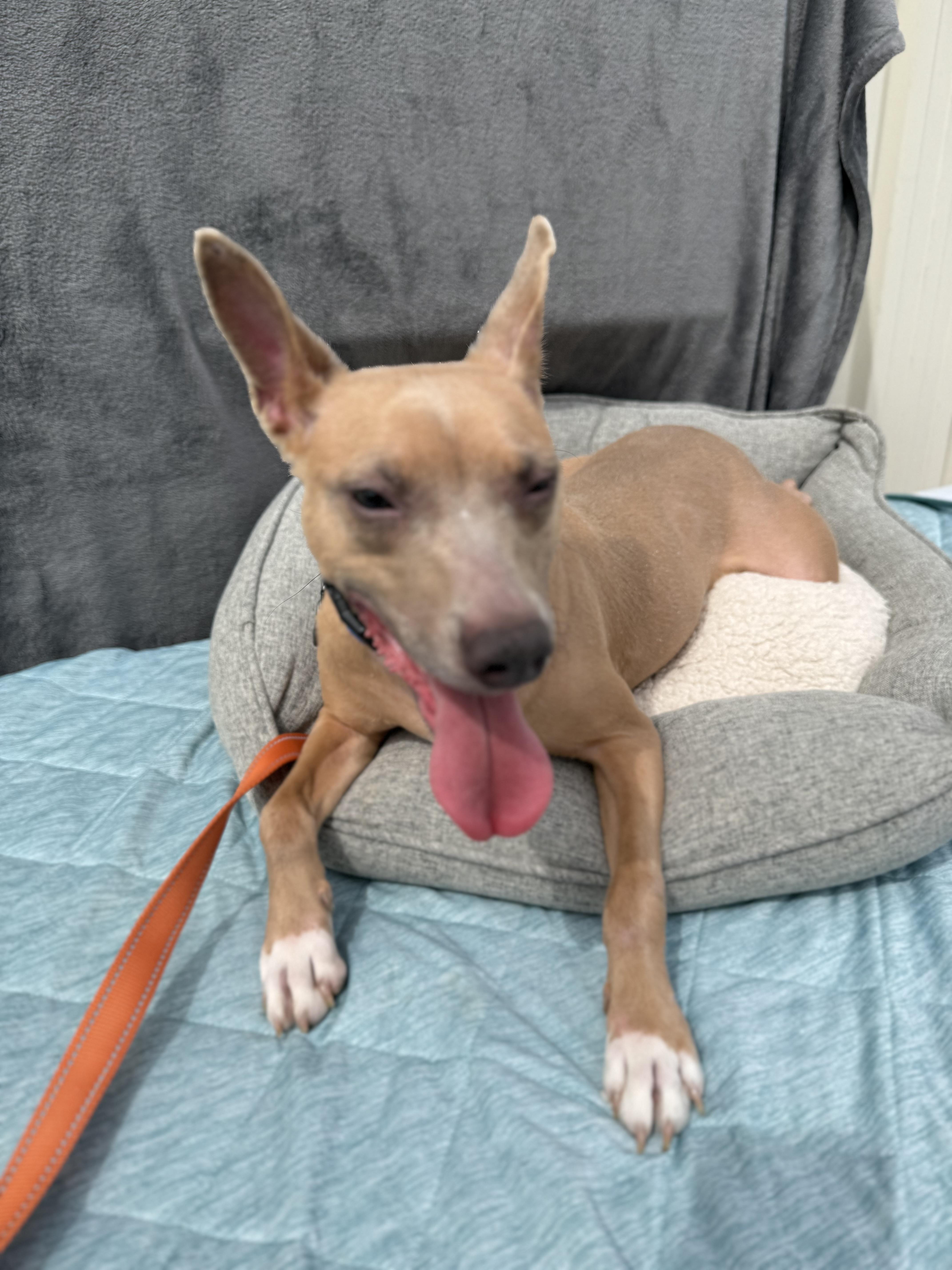 Ace, a Adoptable mixed breed in Baton Rouge, LA image 6/6