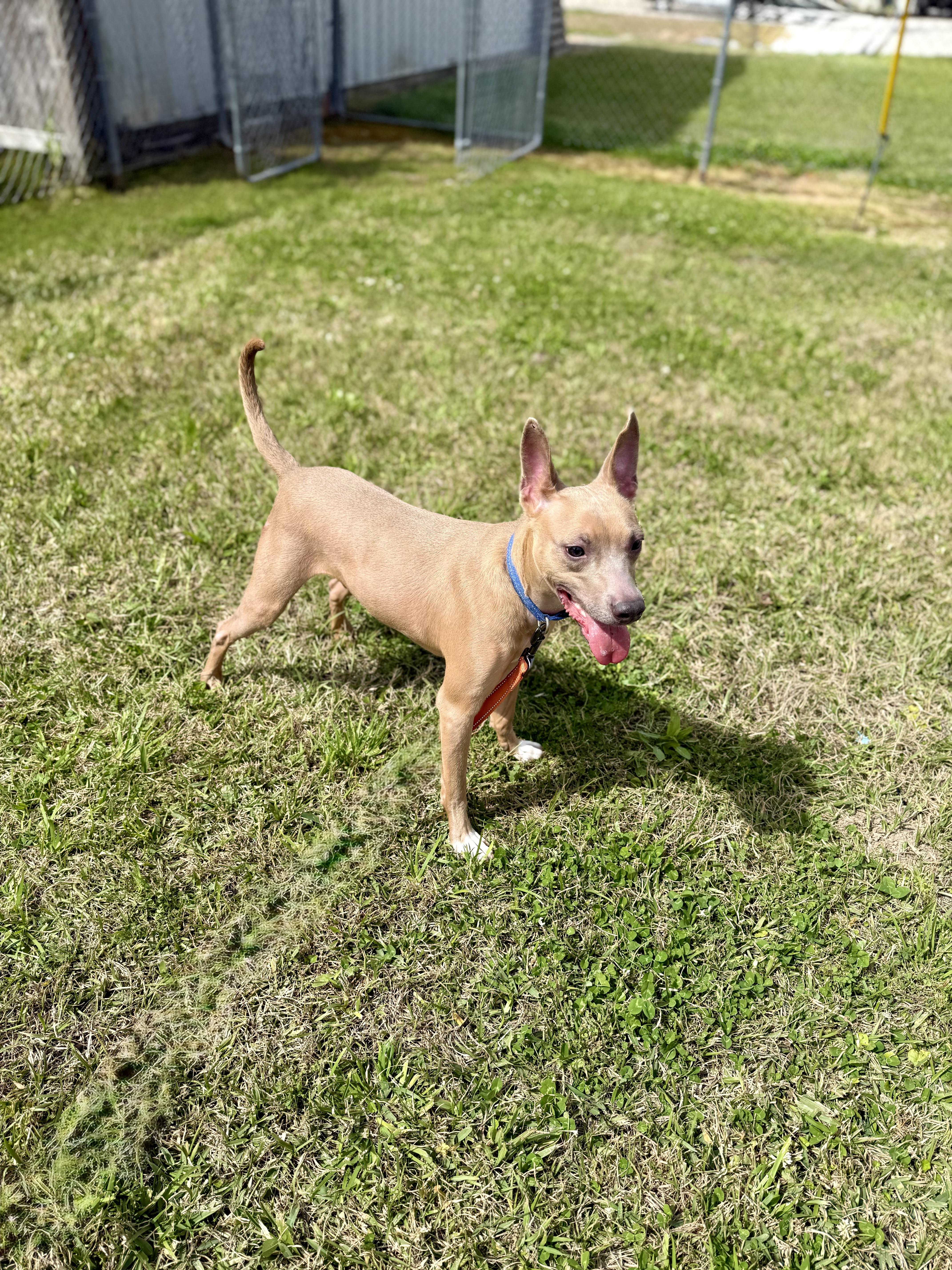 Ace, a Adoptable mixed breed in Baton Rouge, LA image 3/6