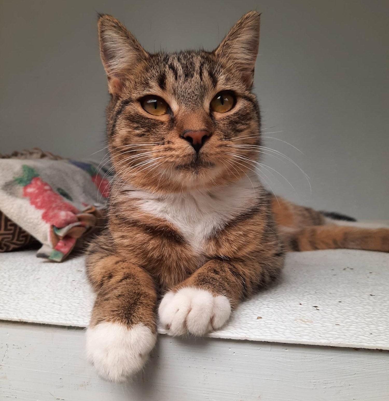 Chrissy, Adopted, Young Female Domestic Short Hair.