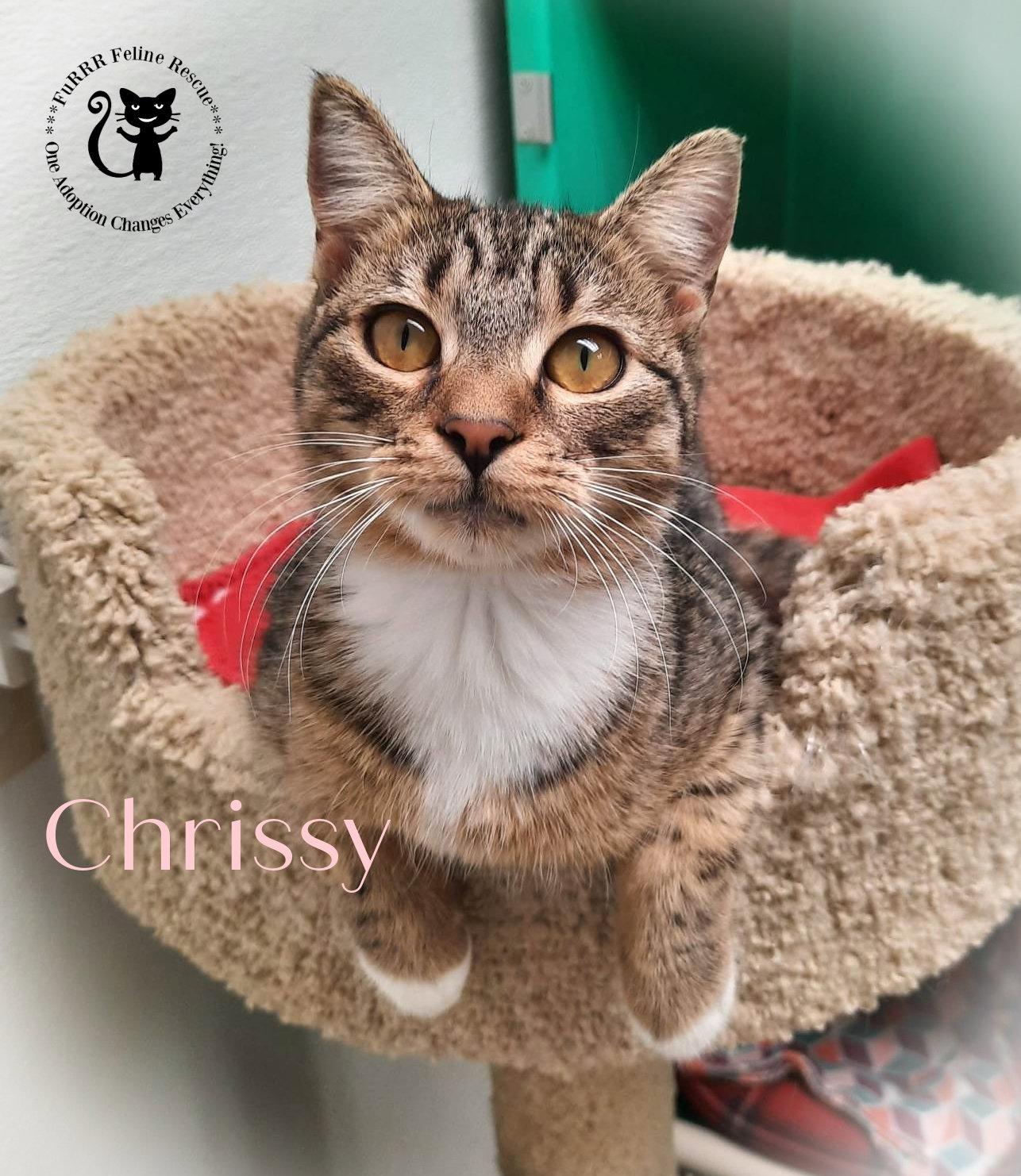Enlarge Chrissy, a Adopted Domestic Short Hair in Gonic, NH image 2/3
