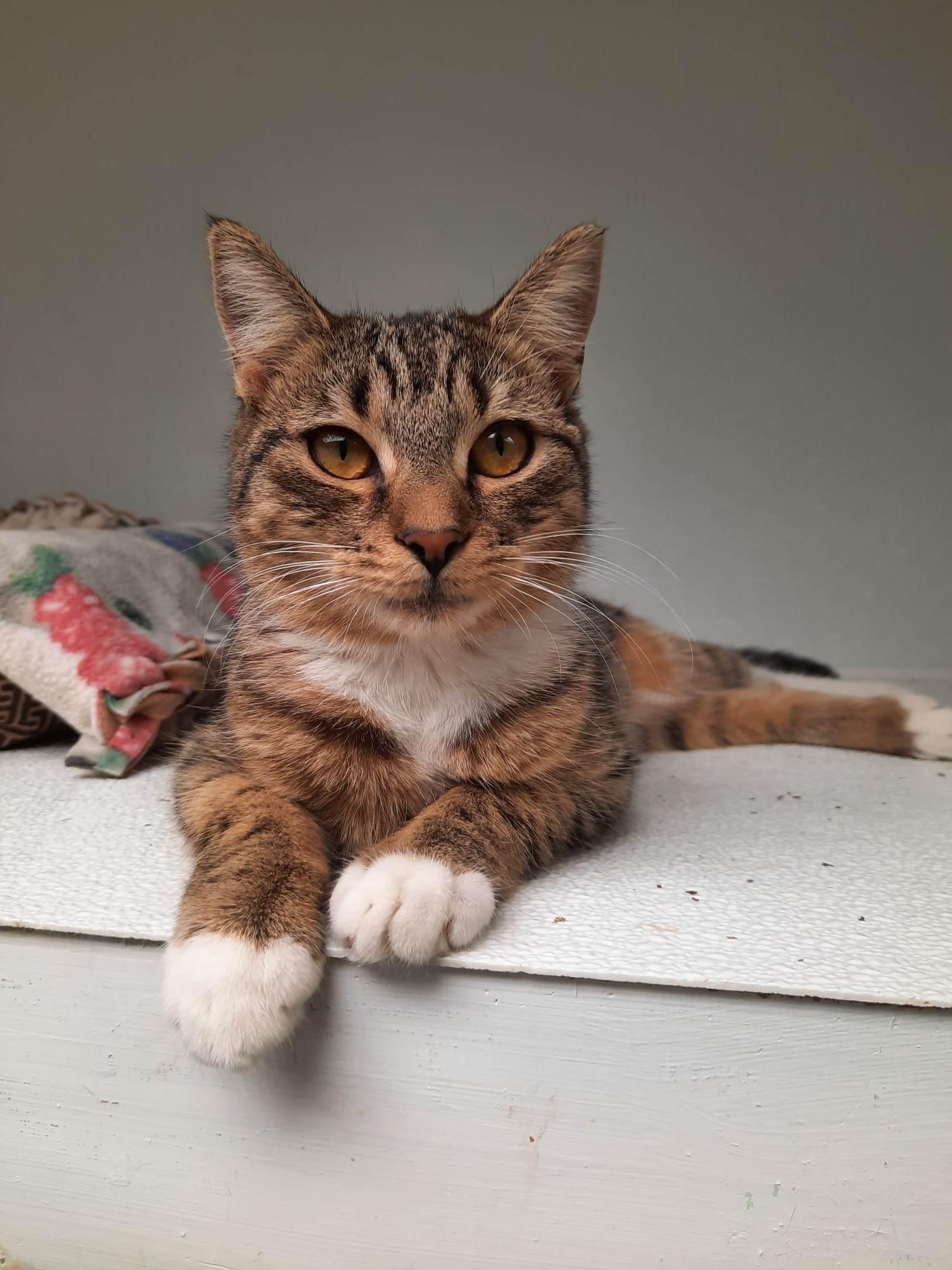 Enlarge Chrissy, a Adopted Domestic Short Hair in Gonic, NH image 3/3