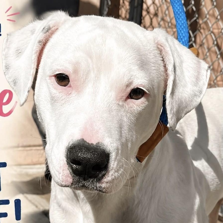 Winnie, ADOPTABLE, Young Female Pit Bull Terrier.