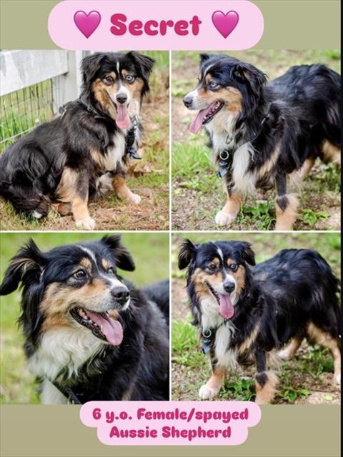 SECRET, Adoptable, Adult Female Australian Shepherd.